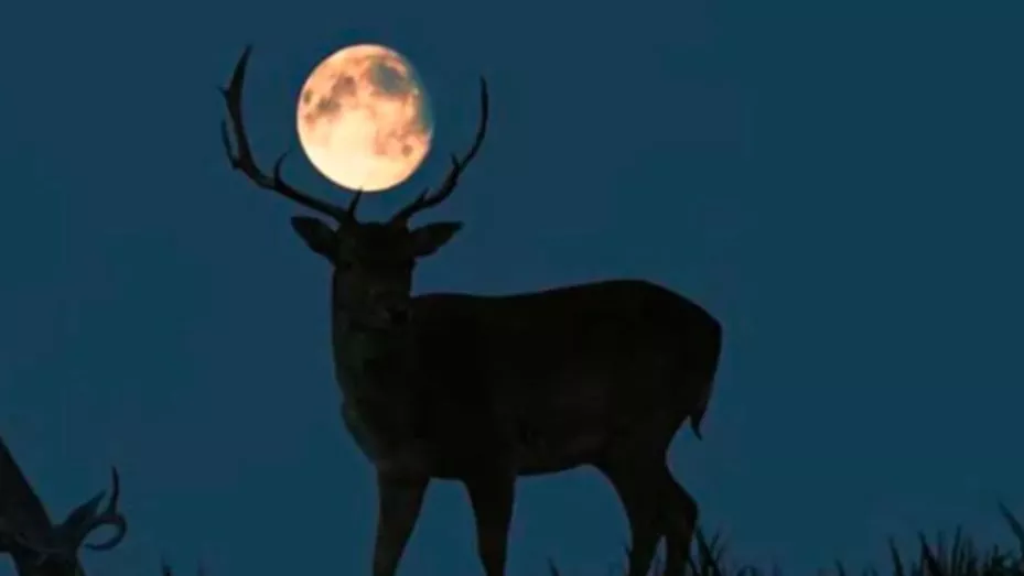 lunadeciervo