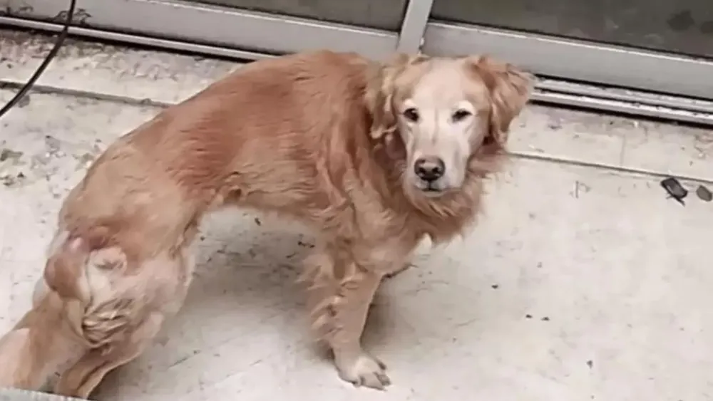 El golden retriever era alimentado por los vecinos le tiraban comida y cubitos de hielo desde los pisos superiores.