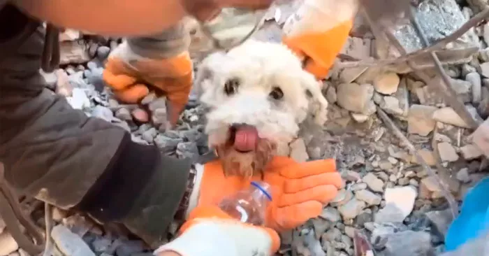 perro-rescatado-turquia-700x366