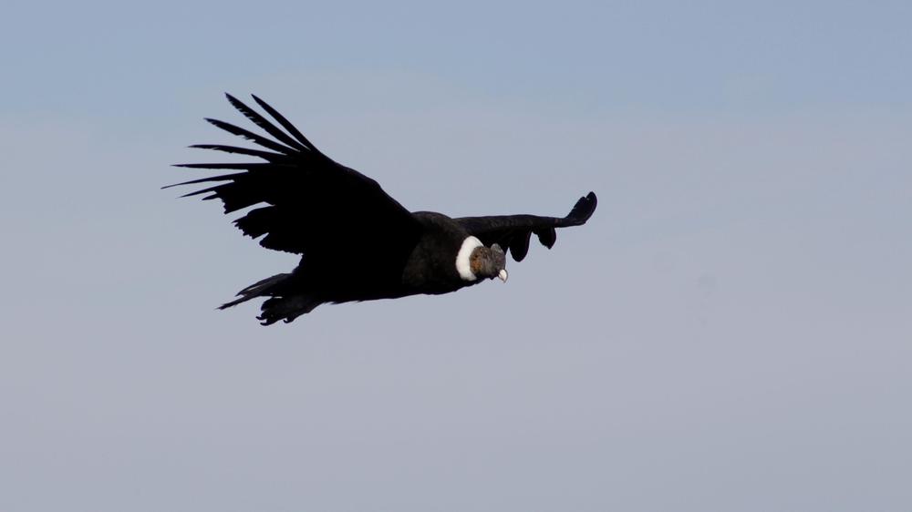 Condor-Payunia-Ambiente-Mza