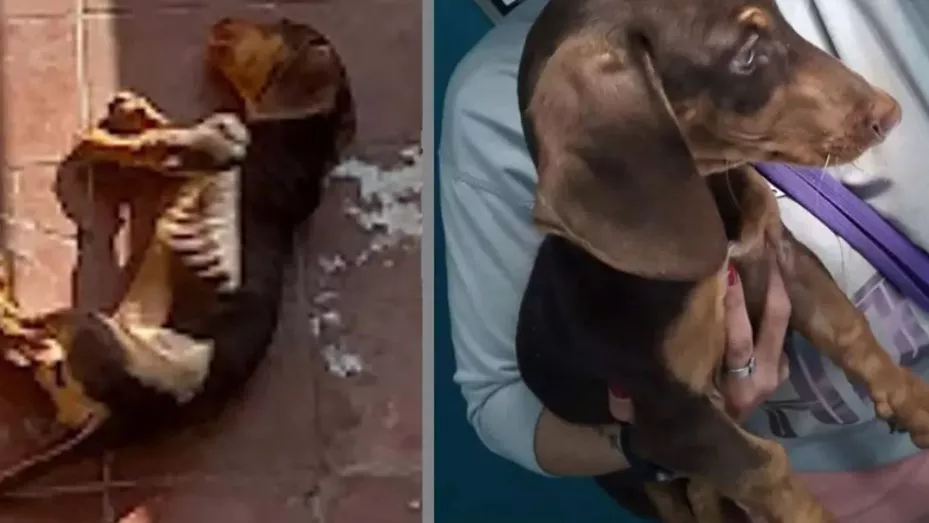perro-salchicha-telefe-noticias