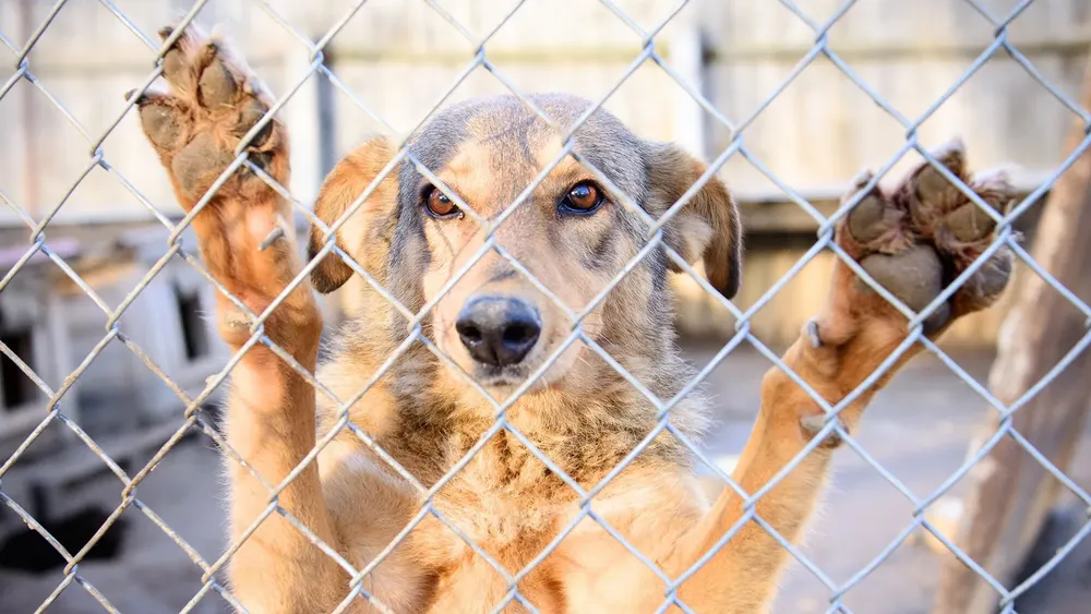 Ayudar al Refugio Ángeles de Cuatro Patas