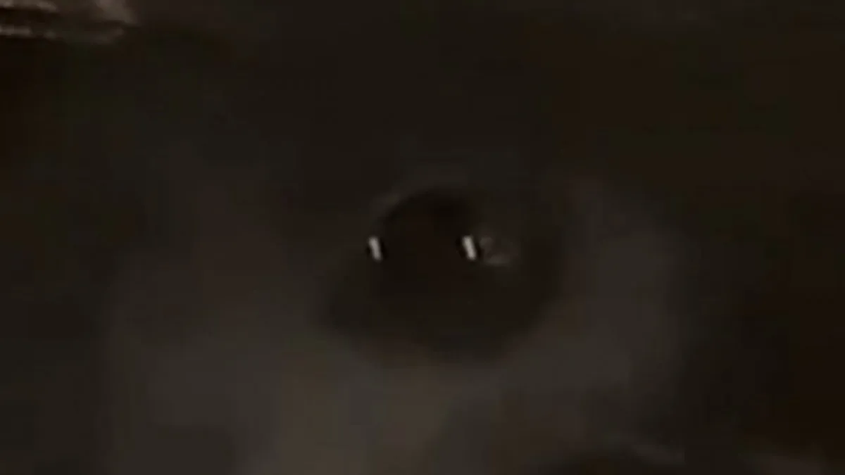 extrana-criatura-ojos-brillantes-corrio-un-auto-la-ruta-y-el-video-se-hizo-viral
