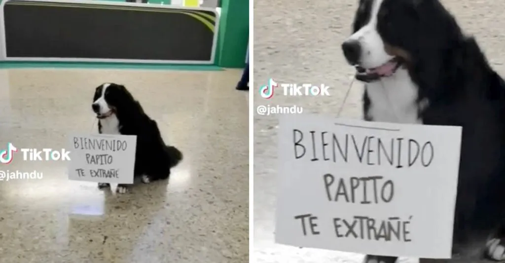 perrito-espera-dueno-cartel-aeropuerto-darle-bienvenida-previa