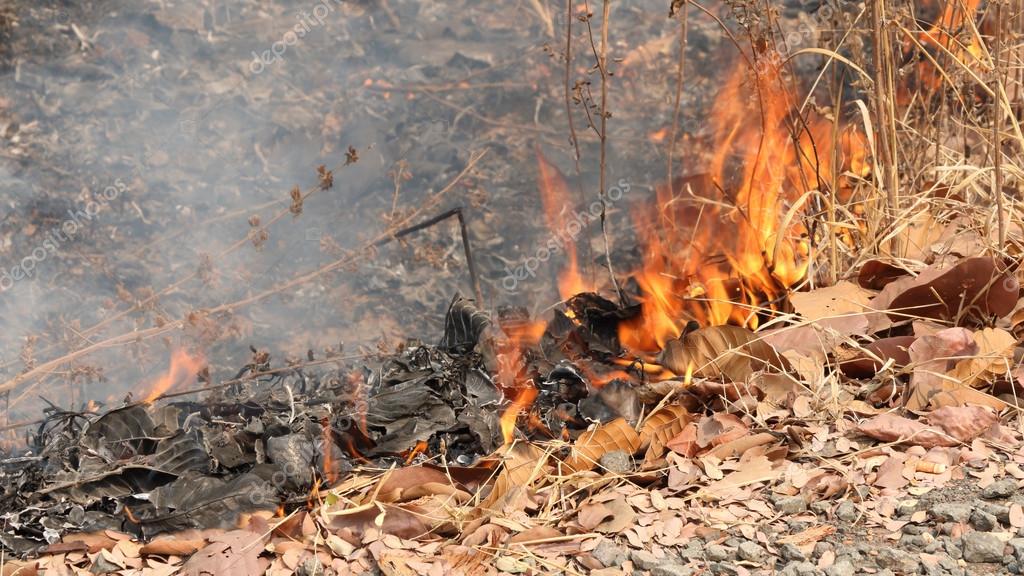 depositphotos_77601548-stock-photo-fire-is-burning-dry-leaves