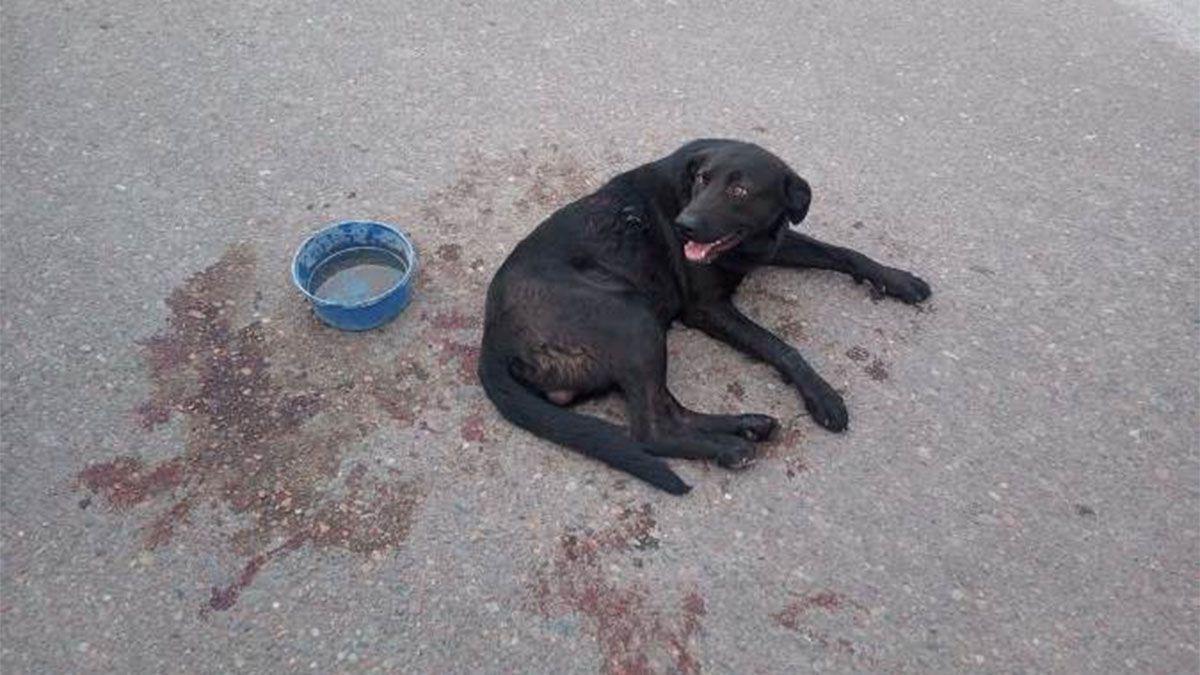 el-perro-arrastrado-resulto-lastimado-y-la-duena-fue-imputada-maltrato-animal