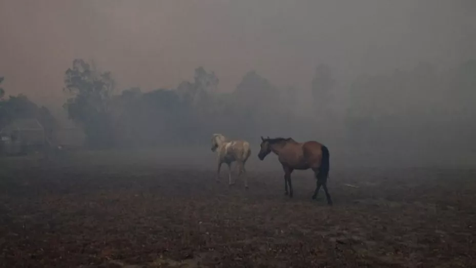 animales-corrientes-incendios