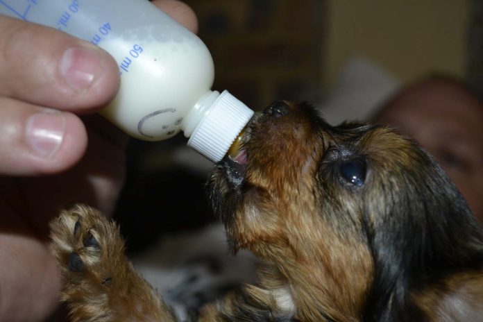 Cómo-cuidar-cachorros-recién-nacidos-con-o-sin-madre-696x464