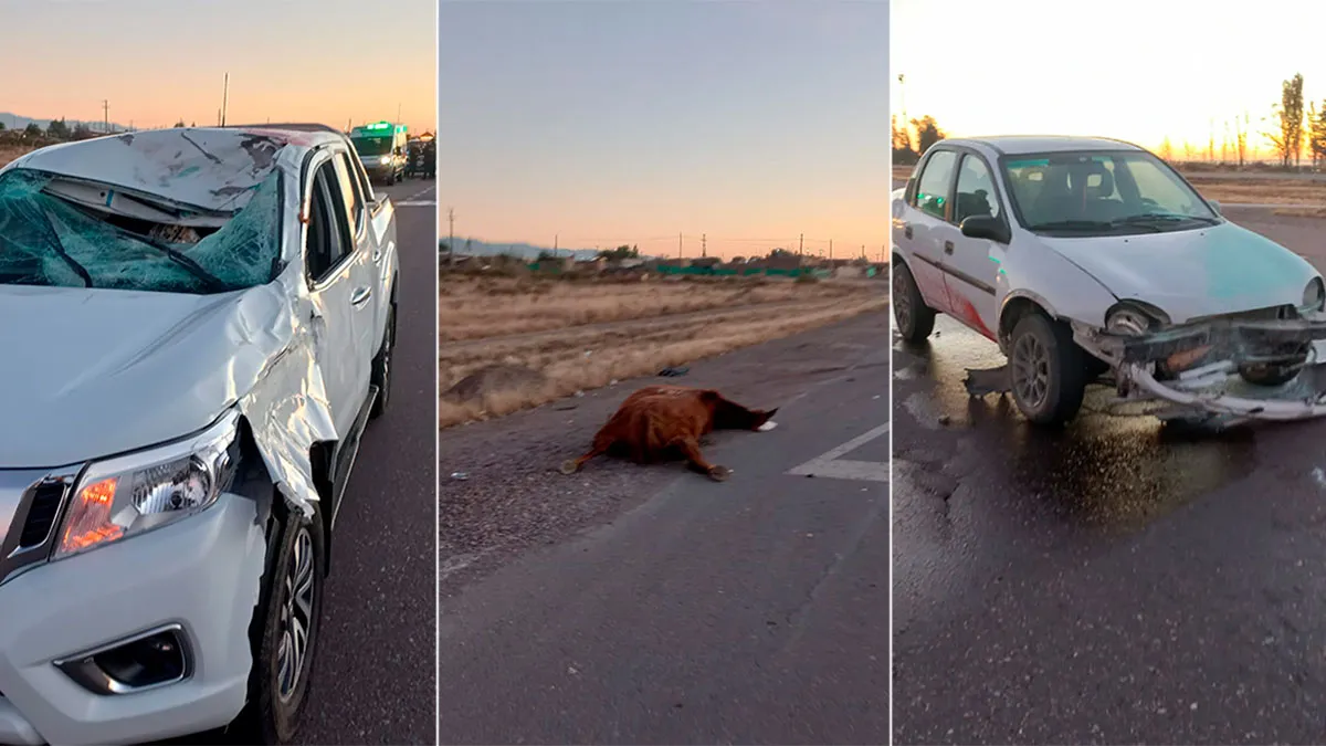 accidente-ruta-40-caballo-muertojpg