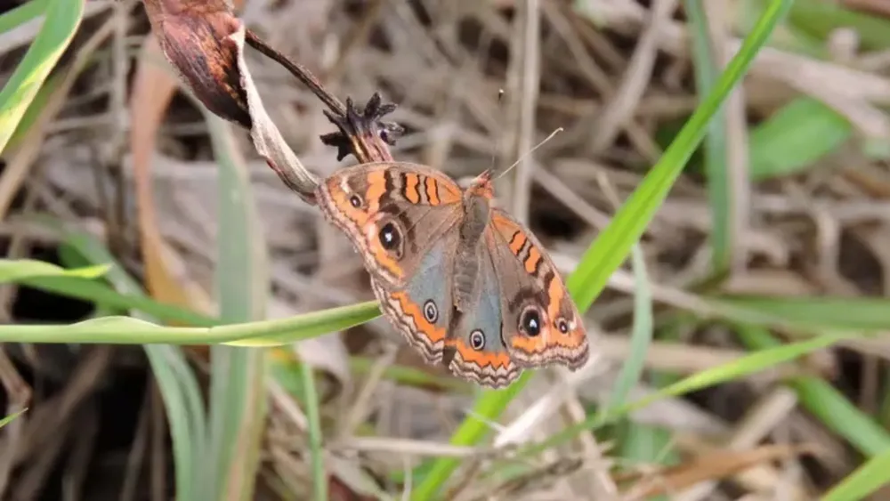 La ciudad se llenó de mariposas