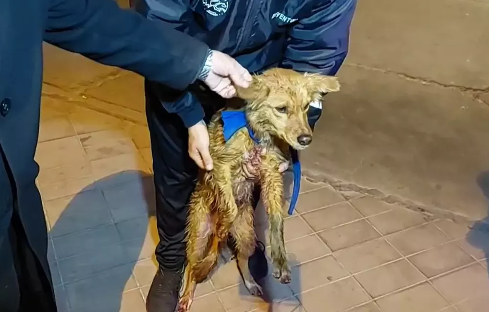 1658076488117Maltrato animal