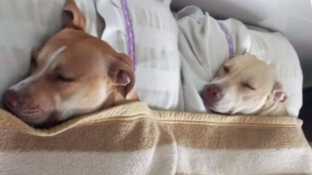 Perritos durmiendo