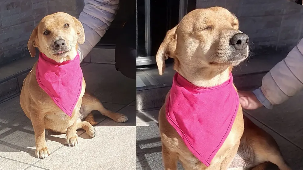 Perrita en adocpión