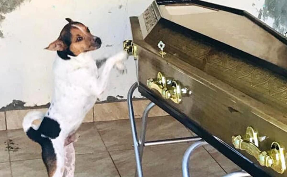 perrito-en-el-ataxd.jpg_1115495166