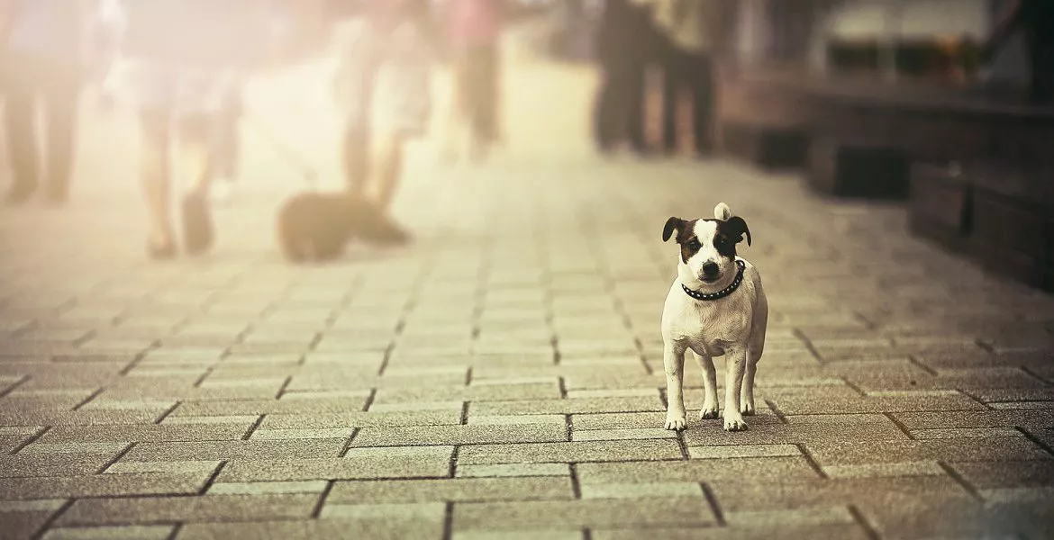 wizapet-p_opt-1170x600