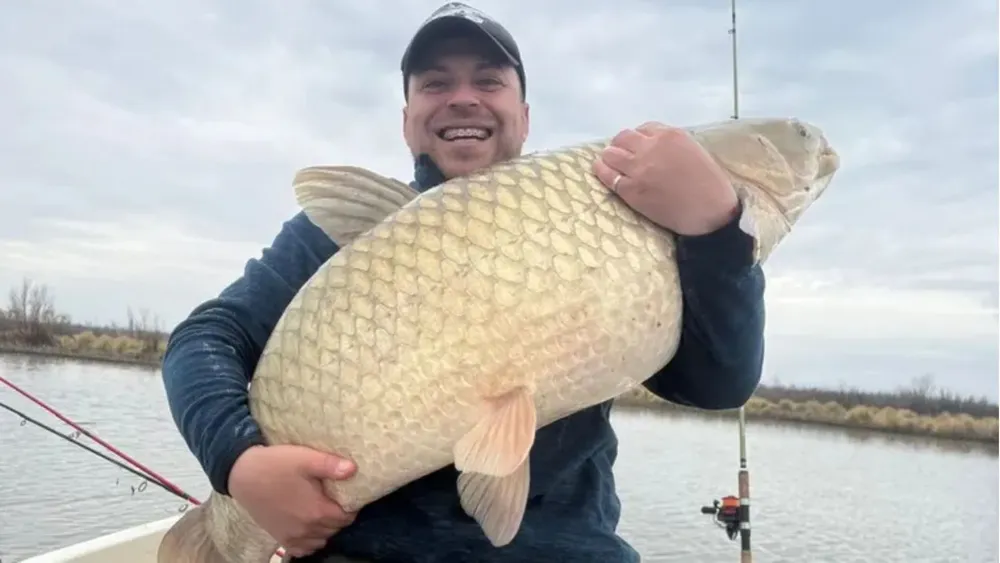 Carpa amur en Mendoza