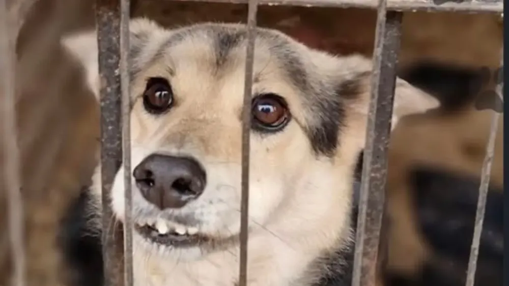 Adopción de perritos en Mendoza