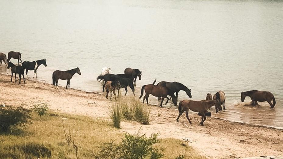 caballos