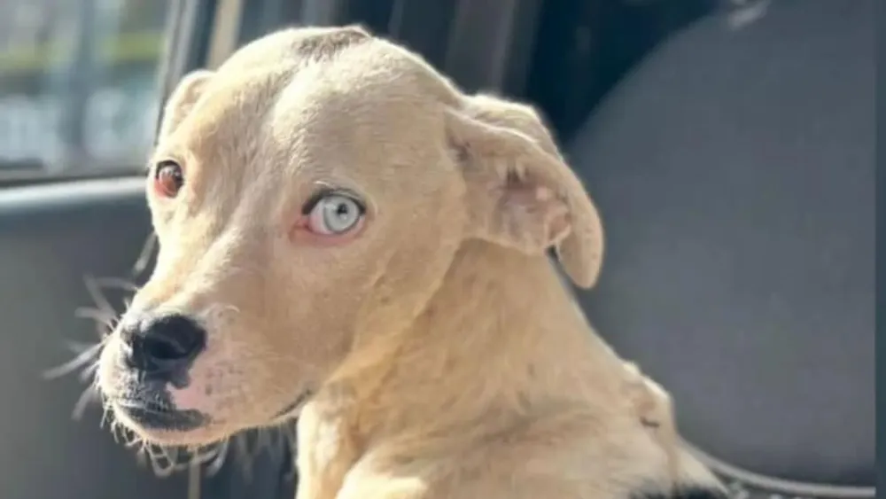 Buscan adopción para este hermoso cachorro