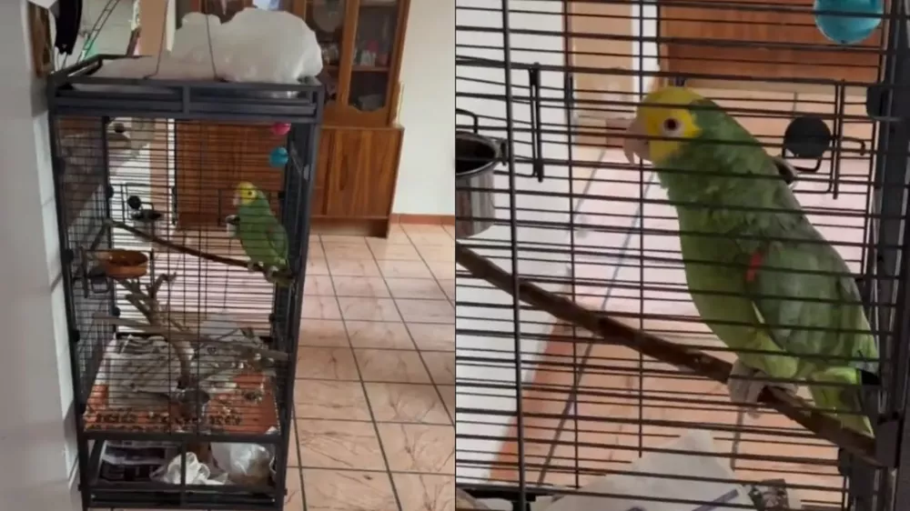 1656446152241Viral Loro