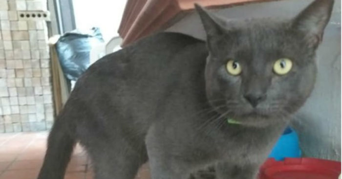 gato860-1-700x366