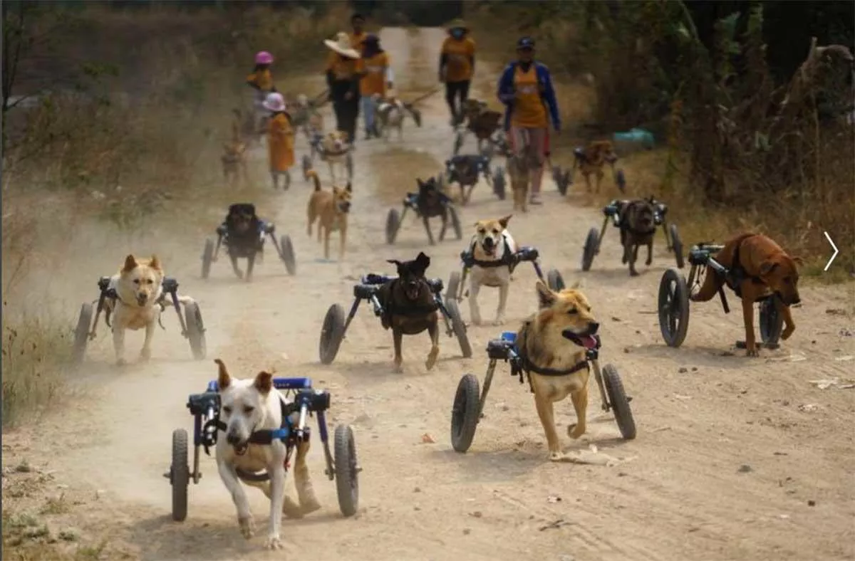 1612978137_archive_perros_discapacidad_rz1200