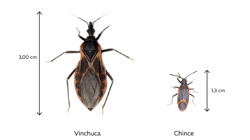 Vinchuca y chinche
