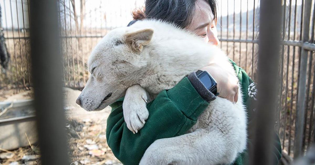 70-perros-rescatados-de-una-granja