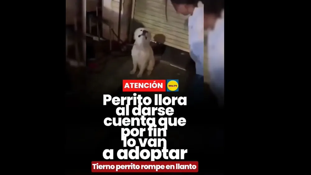 PERRO LLORA