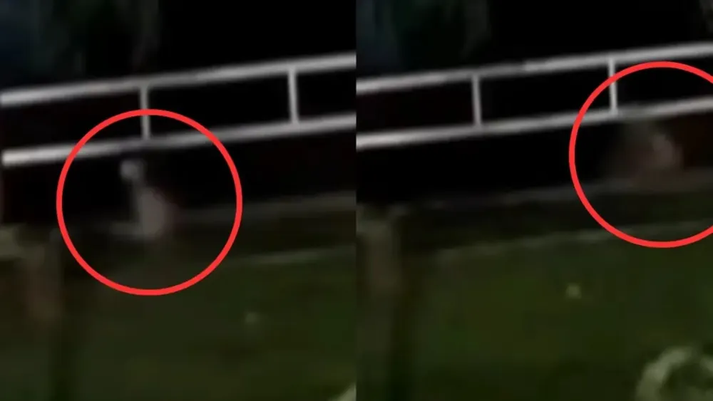 Copia de LUJAN365 (1)