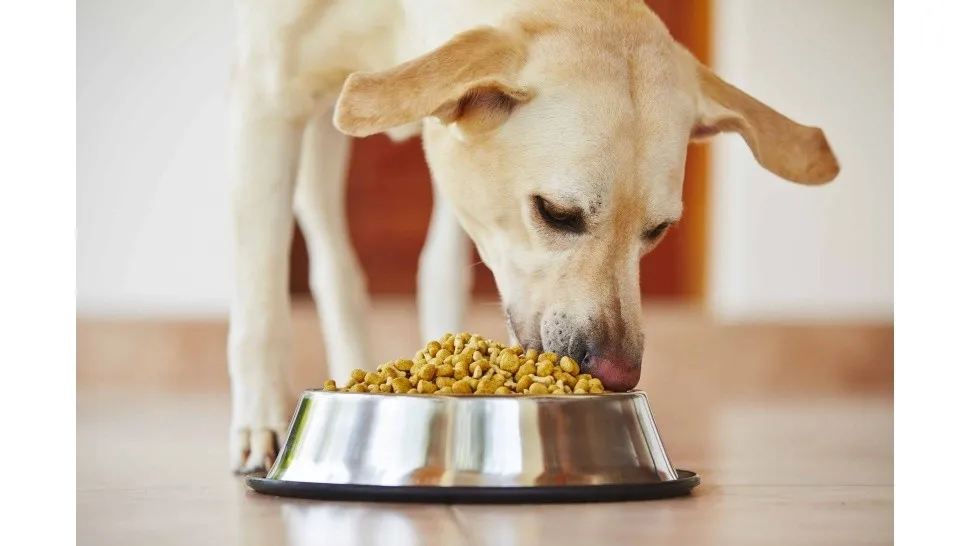 comida_para_perro.jpg_966076397