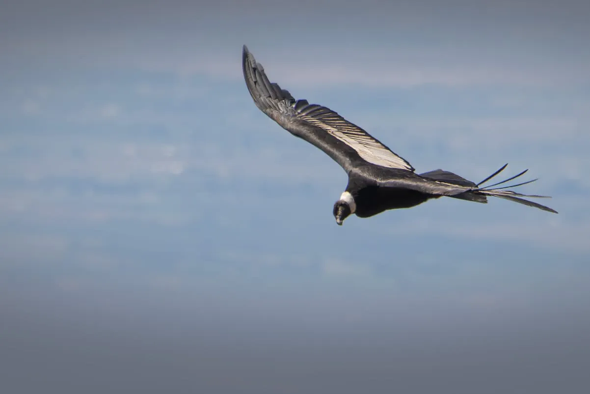 Condor-Andino