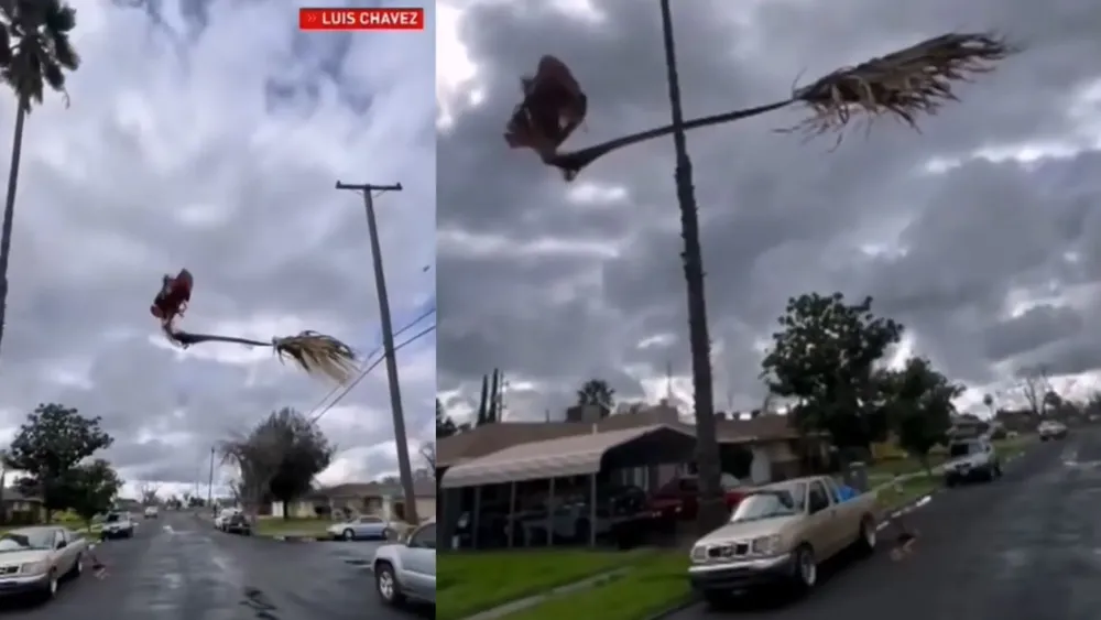 Misterio por una hoja de palmera flotando