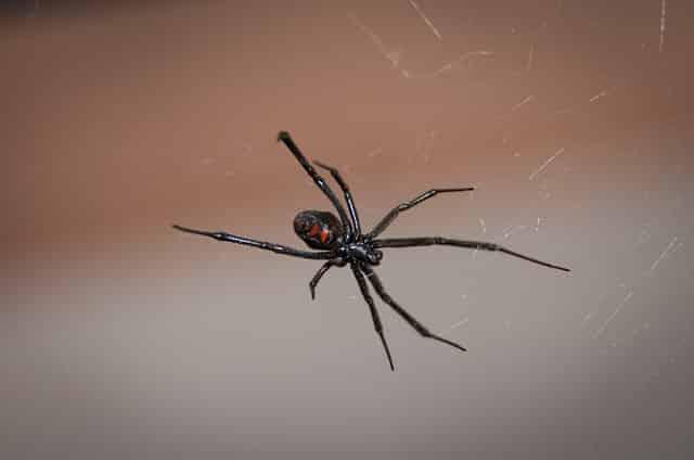 black-widow-spider-949399_640