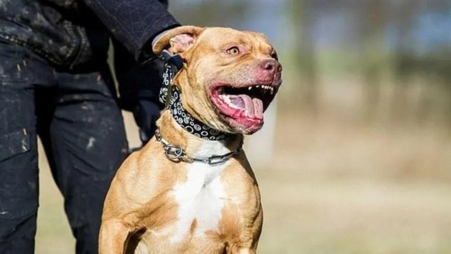pitbull