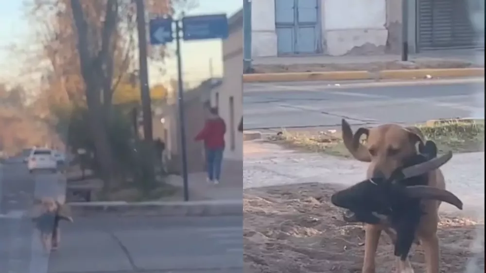 1666368993183perro viral 3