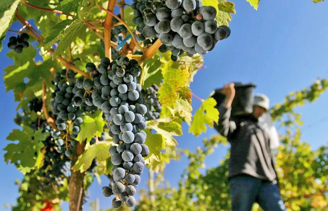 trabajadores-vitivinicolas-memo_1000_1100