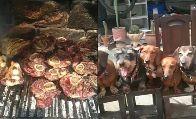 perrito_con_discada.jpg_976912859