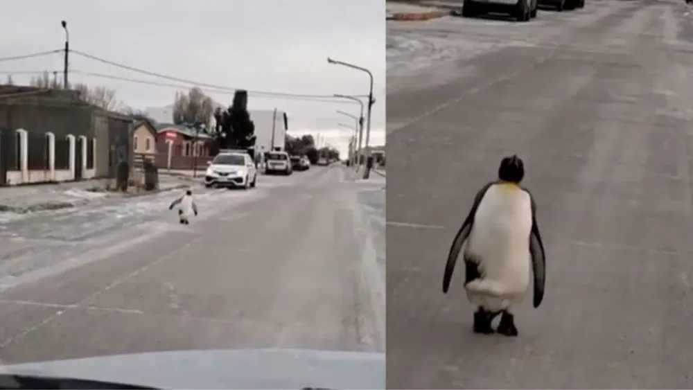 Ola polar en Argentina