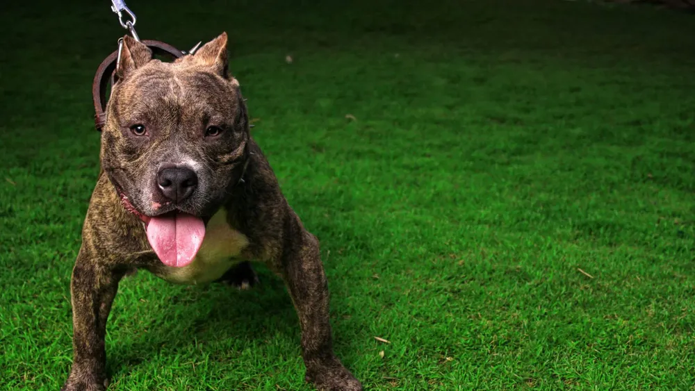 presentacion medicina y salud ilustrativo infantil celeste (1)