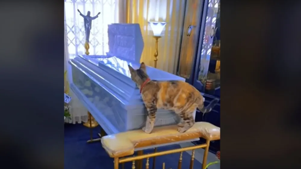 Gatita despide a su dueño fallecido