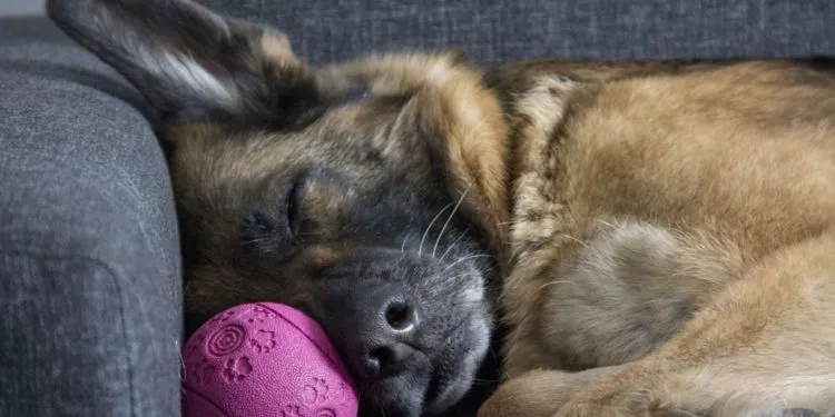 mundo-fauna-perrito-anciano-sale-de-paseo-tras-7-anos-de-encierro-2022-1-750x375