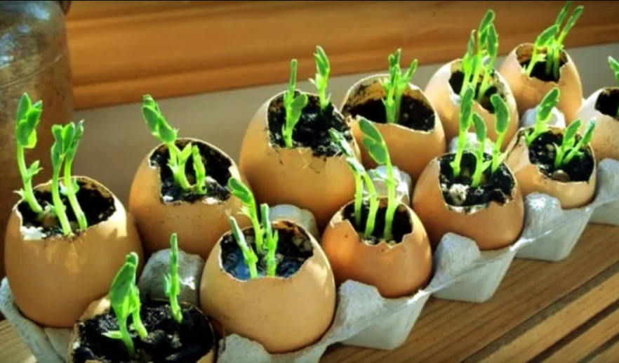 Qué beneficio tiene la cáscara de huevo en las plantas?