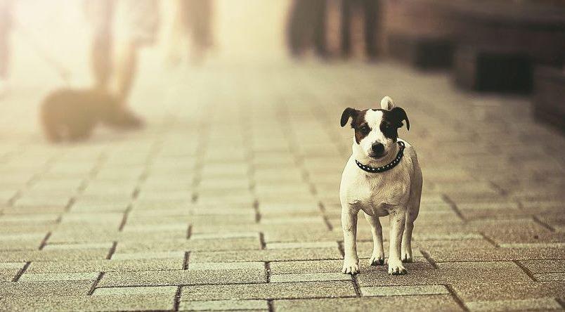 wizapet-p_opt-1170x600