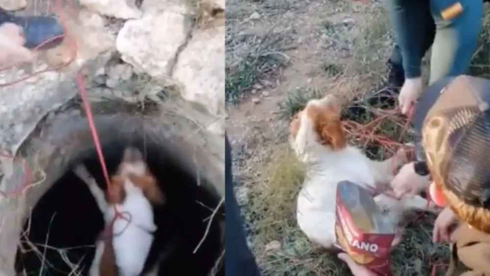 Rescate de perrito