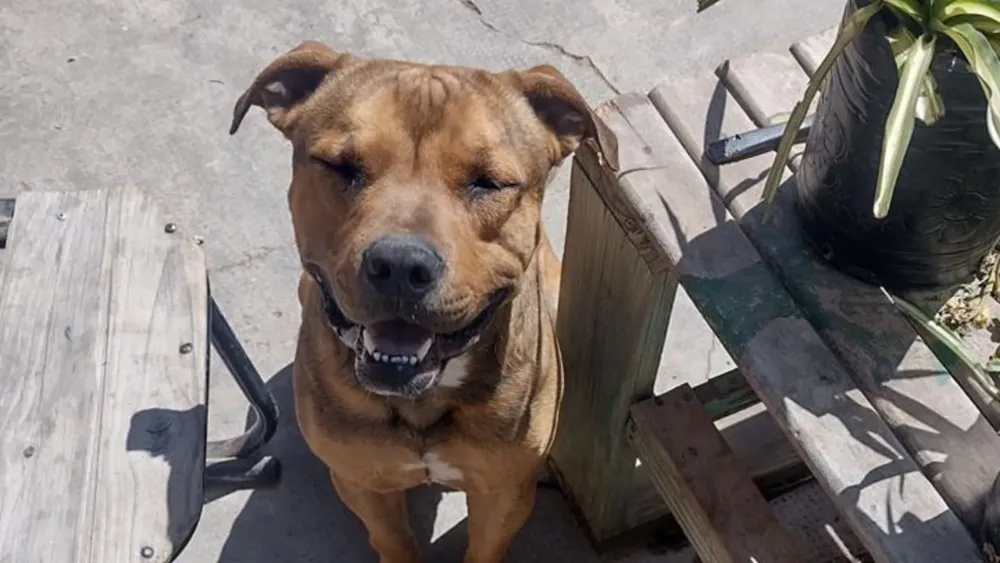 Perrito en adopción en Luján