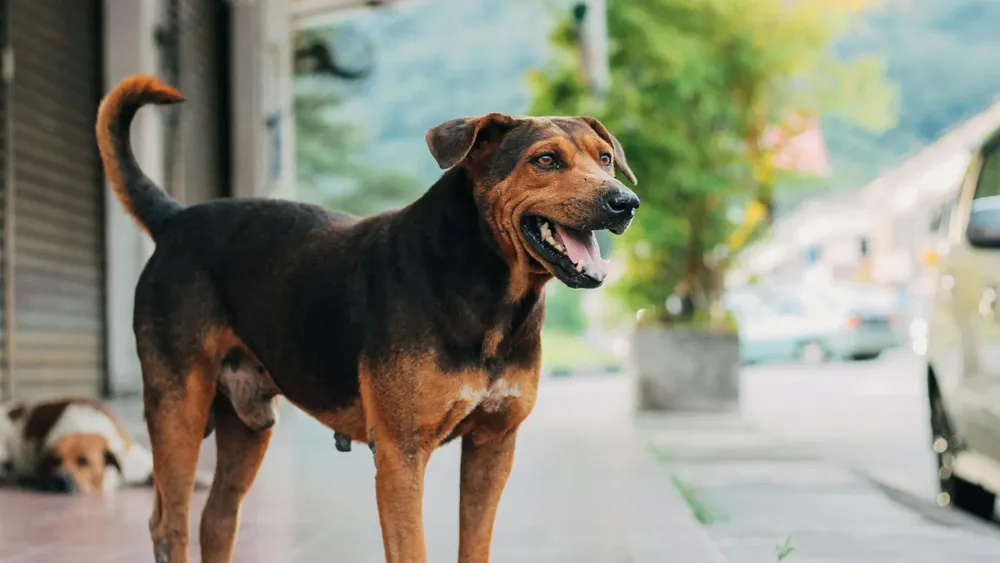 PERRO ABANDONADO