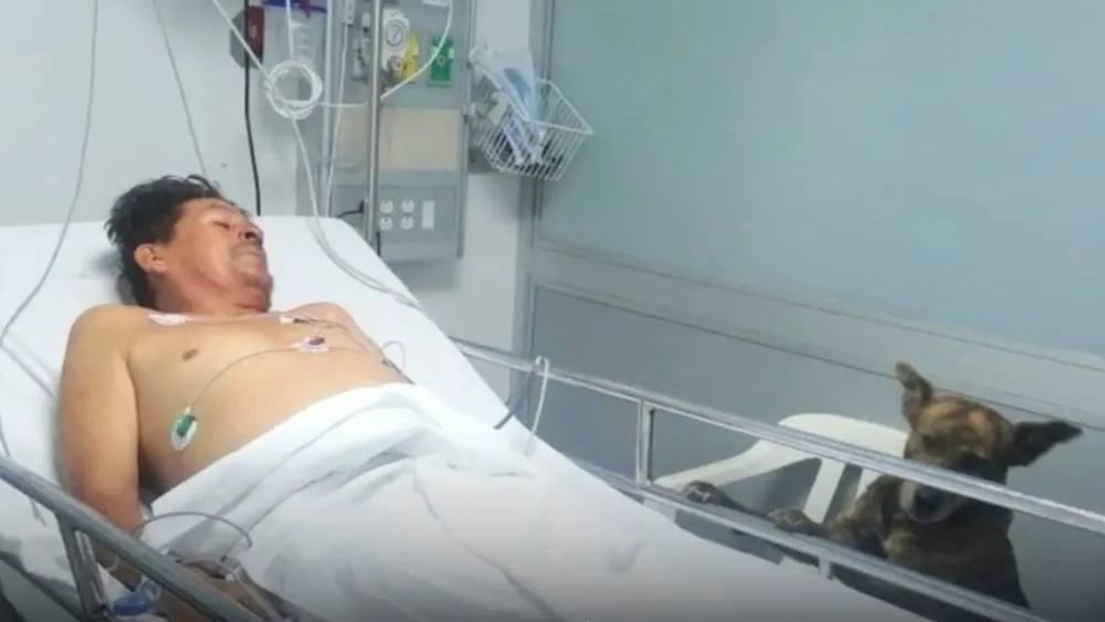 Perrito en el hospital con su dueño