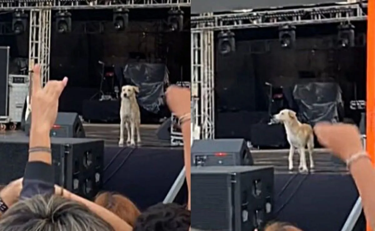 perro_escenario.jpg_242310155