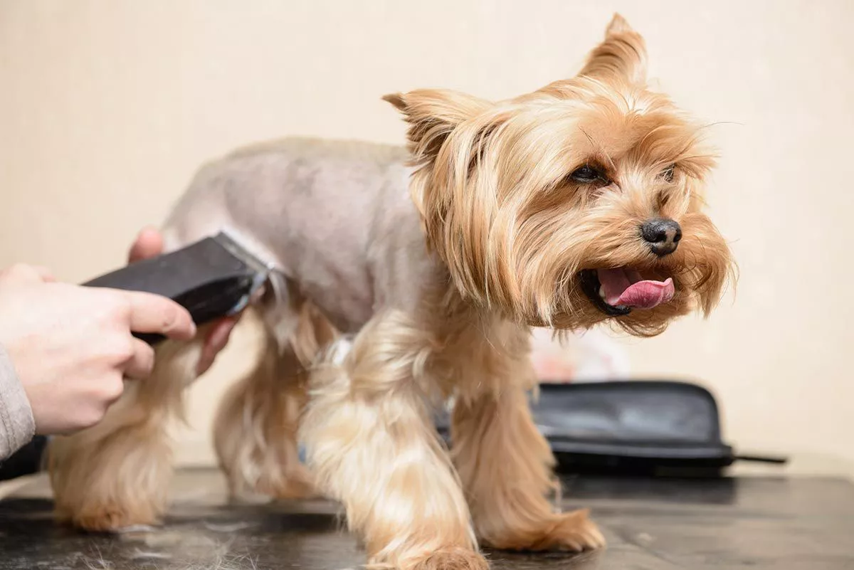 perros-no-rapar-pelo-verano-consejos-XxXx80